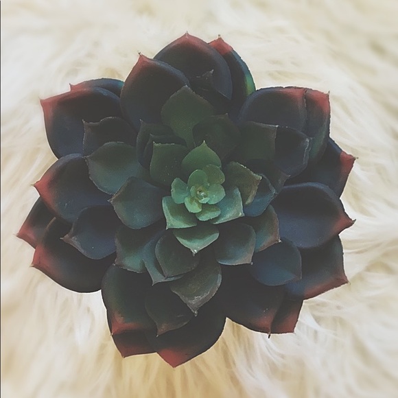 Faux Echeveria Succulent MacramΓ© Glass Bottle HPπ΅ - Picture 12 of 12